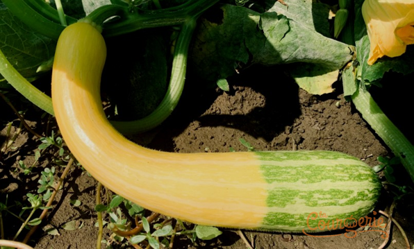 Courgette coutor Zéphir